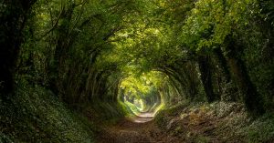 Light at the end of the tunnel. Halnaker tree tunnel in West Sussex UK with sunlight shining in through the branches. Symbolises hope during the Coronavirus Covid-19 pandemic crisis.