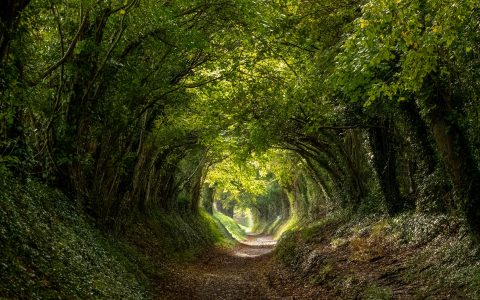 Light at the end of the tunnel. Halnaker tree tunnel in West Sussex UK with sunlight shining in through the branches. Symbolises hope during the Coronavirus Covid-19 pandemic crisis.